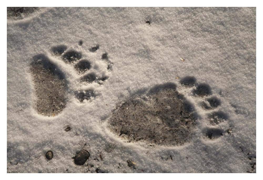 Grizzly Bear Front And Back Paw Prints, Katmai National Park, Alaska-Paper Art-20,,X14,,