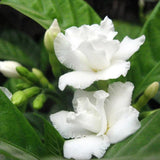 Green_Colections Double Layer Chandni Tagar, Crape Jasmine, East India Rosebay, Pinwheel Flower, Tabernaemontana Divaricate Gard