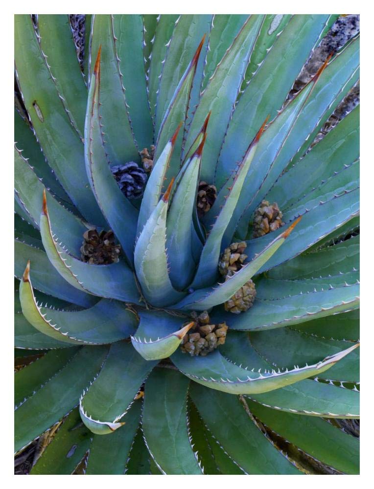 Agave Plants With Pine Cones, North America-Paper Art-14,,X18,,
