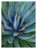 Agave Plants With Pine Cones, North America-Paper Art-14,,X18,,