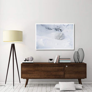 Arctic Fox Curled Up In The Snow, Churchill, Manitoba, Canada-Paper Art-50,,X34,,