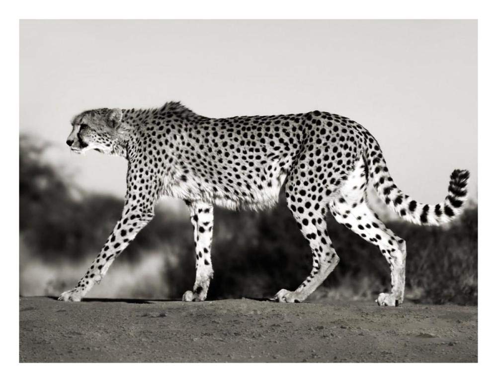 Cheetah, Namibia, Africa-Paper Art-26,,X20,,
