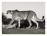 Cheetah, Namibia, Africa-Paper Art-26,,X20,,