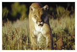 Mountain Lion Or Cougar Walking Through Tall Grass Towards Camera, North America-Paper Art-20,,X14,,