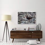 Black Oystercatcher, Icy Bay, Wrangell-St. Elias National Park, Alaska-Paper Art-50,,X34,,