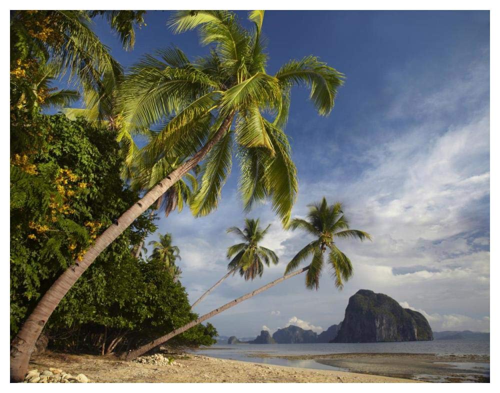 Palm Trees, Pinagbuyutan Island, Palawan, Philippines-Paper Art-50,,X38,,