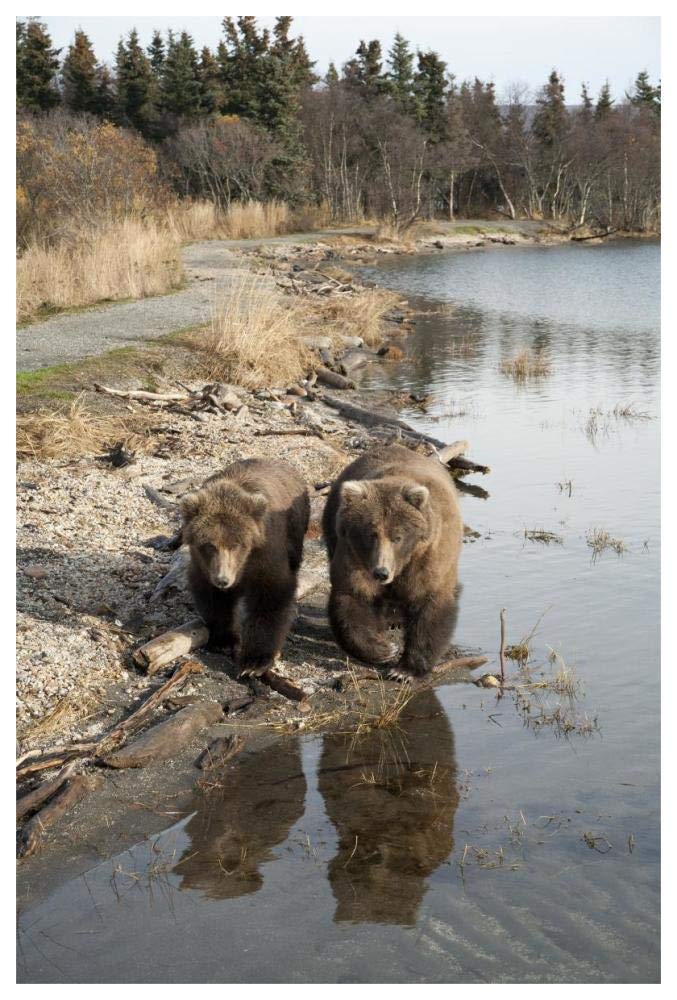 Grizzly Bear Mother And Yearling Walking Along River, Katmai National Park, Alaska-Paper Art-42,,X62,,