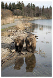 Grizzly Bear Mother And Yearling Walking Along River, Katmai National Park, Alaska-Paper Art-42,,X62,,