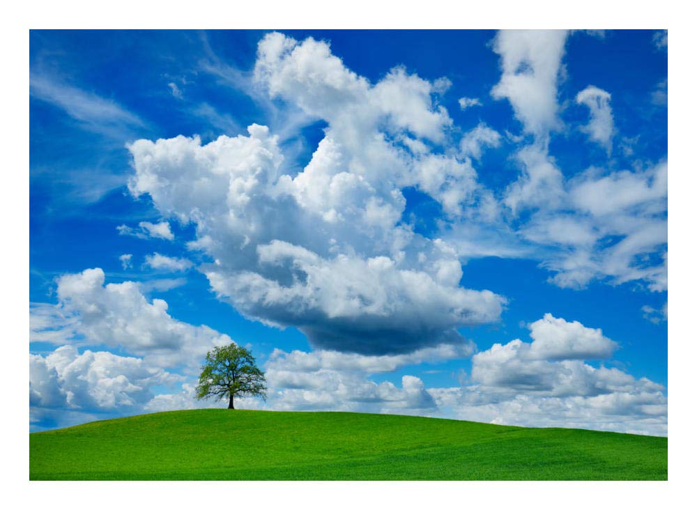 Oak And Clouds, Bavaria, Germany-Paper Art-24,,X18,,