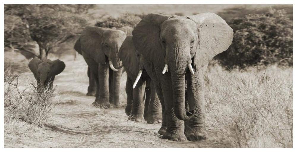 Herd Of African Elephants, Kenya-Paper Art-74,,X38,,
