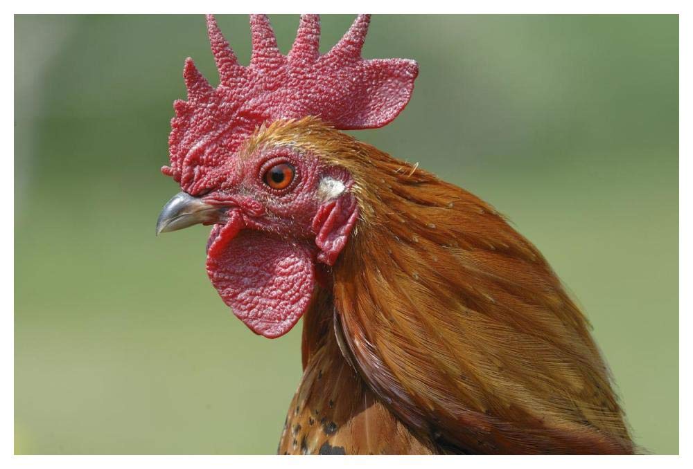 Portrait Of A Cockerel-Paper Art-50,,X34,,