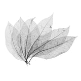ZOOMELLA 50Pcs Natural Magnolia Skeleton Leaf Leaves Card Scrapbook BlackCrafts|Scrapbooking & Paper Crafts|Scrapbooking|Scrap