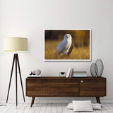 Snowy Owl Adult Amid Dry Grass, Circumpolar Species, British Columbia, Canada-Paper Art-50,,X34,,