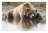 Grizzly Bear Sleeping On Shore, Katmai National Park, Alaska-Paper Art-26,,X18,,