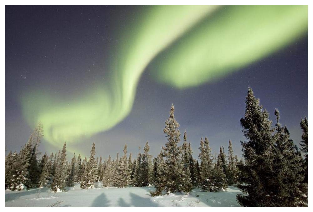 Northern Lights Or Aurora Borealis Over Boreal Forest, North America-Paper Art-62,,X42,,