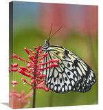 Paper Kite Butterfly, Native To Asia-Canvas Art-18.26X22