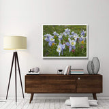 Colorado Blue Columbine Flowers, American Basin, Colorado-Paper Art-50,,X38,,