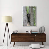 Black Bear Juvenile Male In Tree, Orr, Minnesota-Paper Art-34,,X50,,