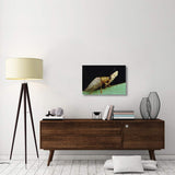 Tortoise Beetle Eye To Eye With Eggs SheS Guarding, Panama-Canvas Art-30X20