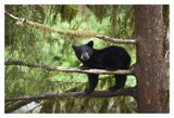 Black Bear Cub In Tree Along Anan Creek, Tongass National Forest, Alaska-Paper Art-20,,X14,,