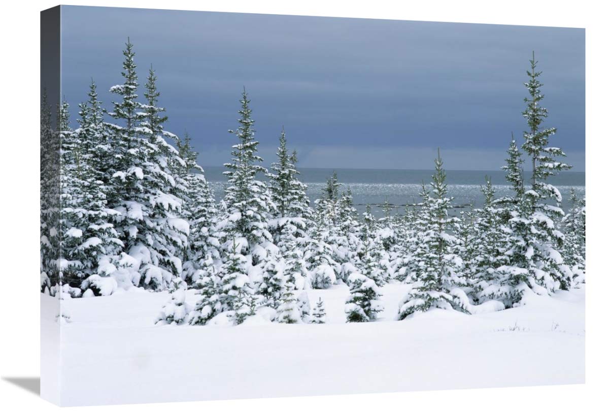 Spruce Trees In Snow, Boreal Forest, Hudson Bay, Canada-Canvas Art-24X18