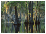Bald Cypress Swamp, Sam Houston Jones State Park, Louisiana-Paper Art-42,,X32,,
