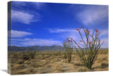 Ocotillo And The Vallecito Mountains, Anza-Borrego Desert State Park, California-Canvas Art-24X18