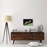 Tortoise Beetle Eye To Eye With Eggs SheS Guarding, Panama-Canvas Art-24X16
