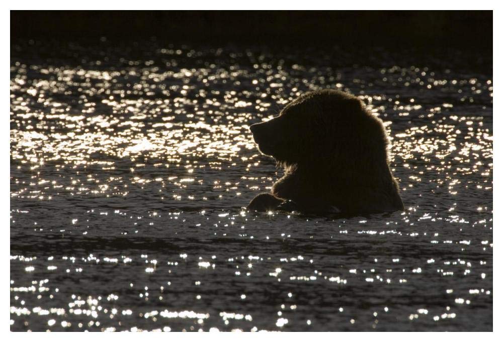 Grizzly Bear In Water, Katmai National Park, Alaska-Paper Art-50,,X34,,