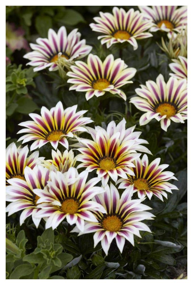 Gazania Big Kiss White Flame Variety Flowers-Paper Art-34X50