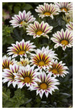 Gazania Big Kiss White Flame Variety Flowers-Paper Art-34X50