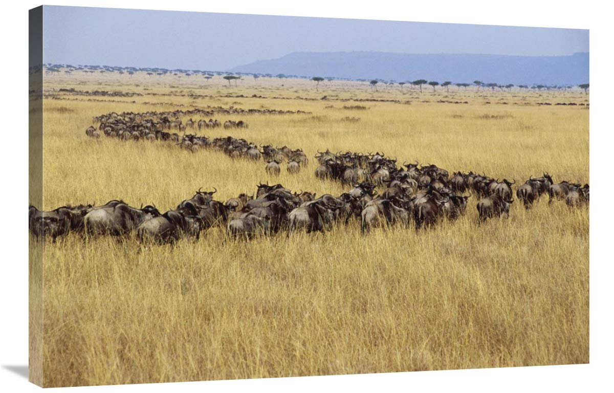 Blue Wildebeest Herd Migrating, Masai Mara, Kenya-Canvas Art-36X24