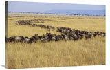 Blue Wildebeest Herd Migrating, Masai Mara, Kenya-Canvas Art-36X24
