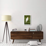 Cattle Egret In Breeding Plumage, Costa Rica-Paper Art-18X26