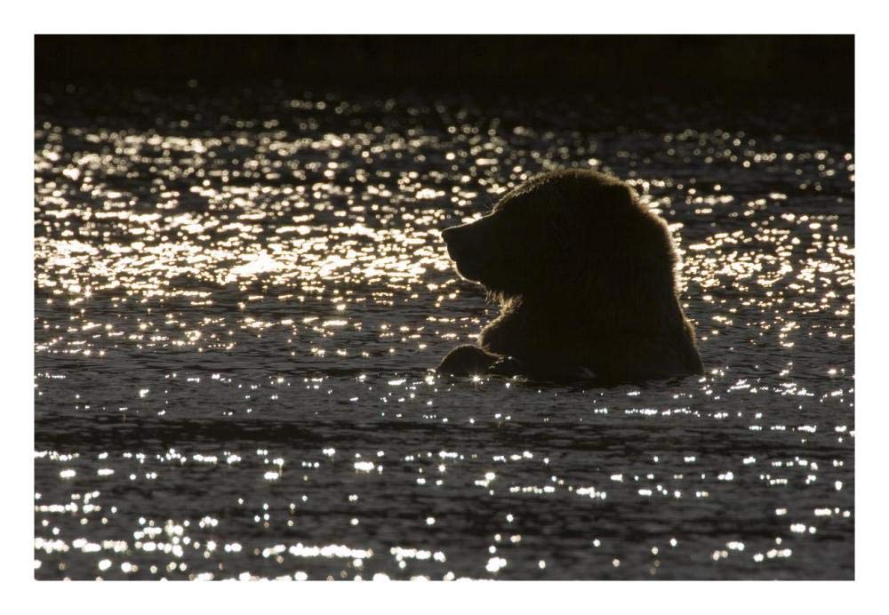 Grizzly Bear In Water, Katmai National Park, Alaska-Paper Art-26,,X18,,