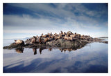 Steller'S Sea Lion Group Hauled Out On Coastal Rocks, Brothers Island, Alaska-Paper Art-20,,X14,,