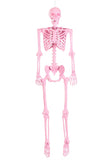 Crazy Bonez Pink PoseNStay Skeleton