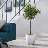 Sereno Round 12 Inch Plastic Flower Pots & Planters For Home/Office Decor, Eco Friendly For Indoor/Outdoor & Balcony Gardening, 