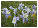 Colorado Blue Columbine Flowers, American Basin, Colorado-Paper Art-50,,X38,,