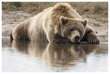 Grizzly Bear Sleeping On Shore, Katmai National Park, Alaska-Paper Art-62,,X42,,