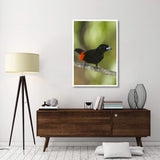 Scarlet-Rumped Tanager Male, Costa Rica-Paper Art-34X50