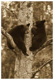 Black Bear Two Cubs In Tree, Orr, Minnesota-Paper Art-42,,X62,,