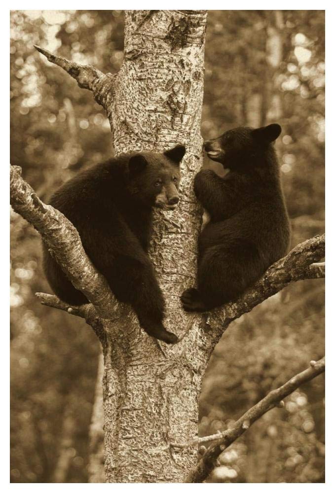 Black Bear Two Cubs In Tree, Orr, Minnesota-Paper Art-34,,X50,,