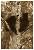 Black Bear Two Cubs In Tree, Orr, Minnesota-Paper Art-34,,X50,,
