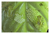 Reticulated Glass Frogs Guarding Two Clutches Of Eggs, Each At Different Stages Of Development, Costa Rica-Paper Art-32,,X22,,