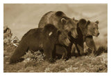 Grizzly Bear Mother With Two One Year Old Cubs, North America-Paper Art-32,,X22,,