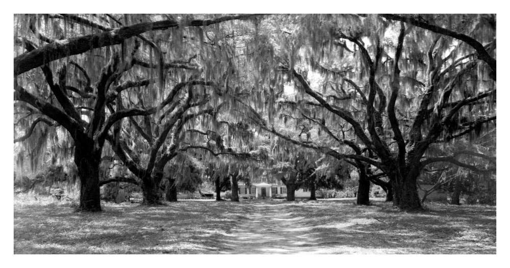 Avenue Of Oaks, South Carolina-Paper Art-38,,X20,,