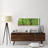 European Beech, Kellerwald, Germany-Paper Art-56,,X20,,