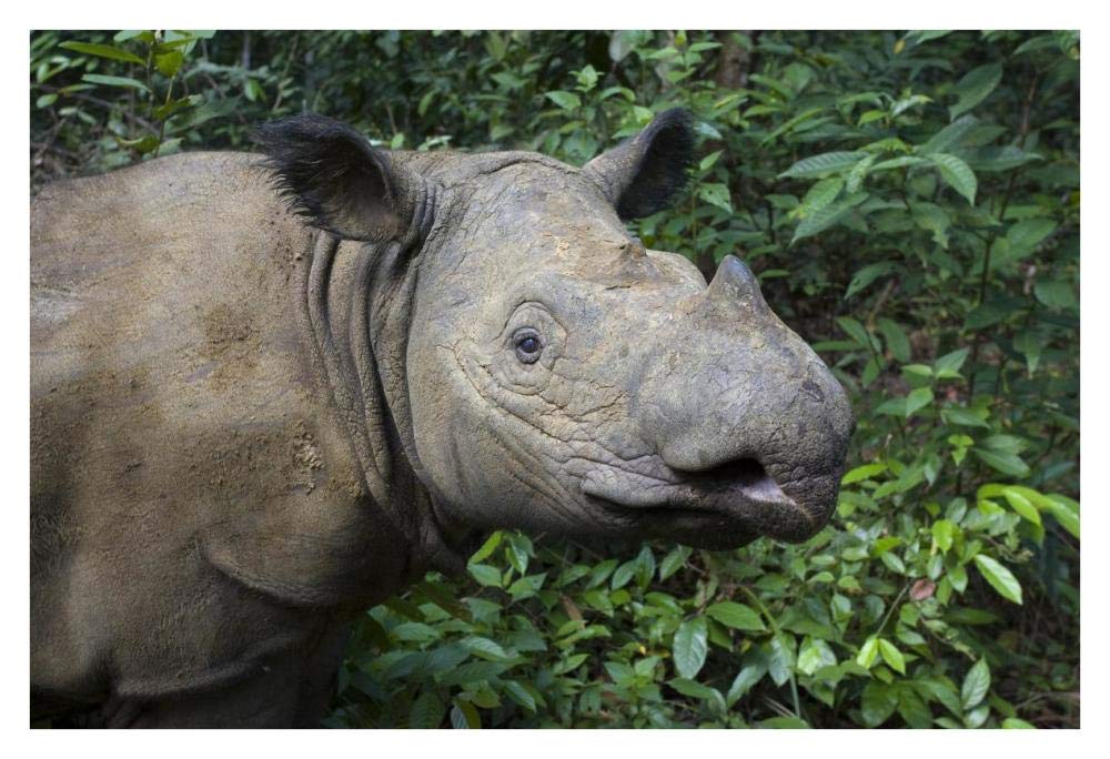Sumatran Rhinoceros, Sumatran Rhino Sanctuary, Way Kambas National Park, Indonesia-Paper Art-38,,X26,,