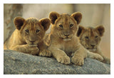 African Lion Three Cubs Resting On A Rock, Hwange National Park, Zimbabwe-Paper Art-32,,X22,,